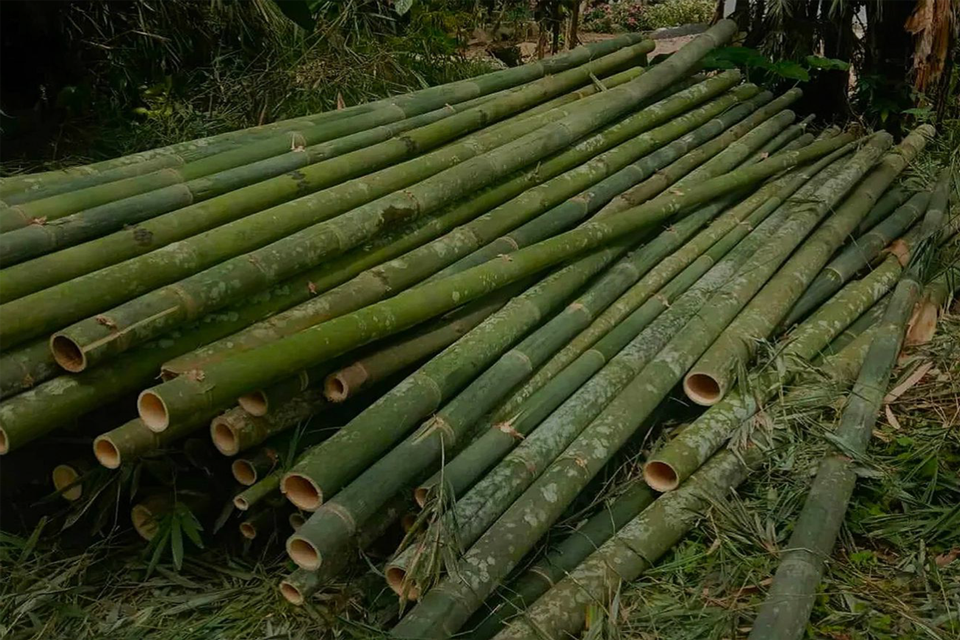 Jual Berbagai Jenis Bambu