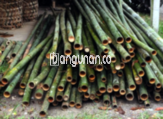 Jual Bambu Steger di Lubang Buaya Jakarta [Terdekat]