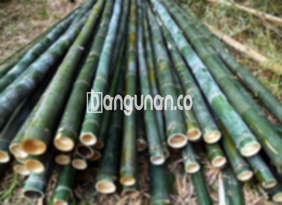 Jual Bambu Steger di Klender Jakarta [Terdekat]