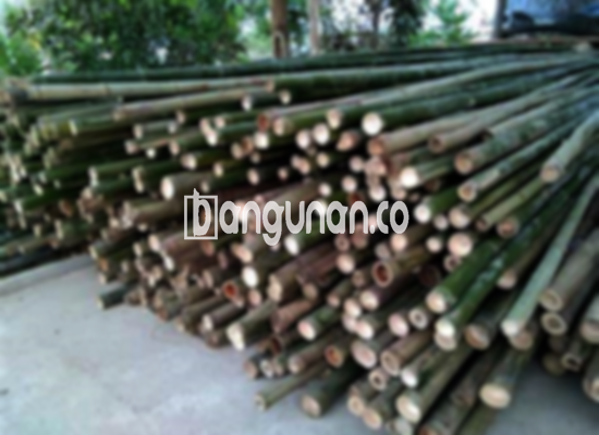 Jual Bambu Steger di Empang Bogor [Terdekat]