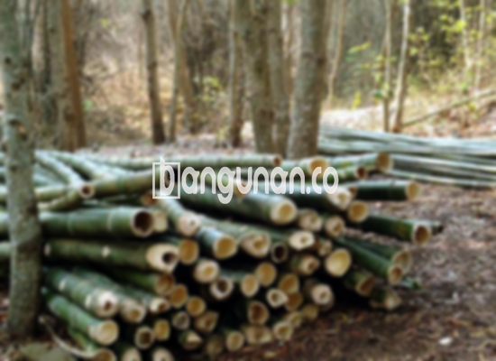 Jual Bambu Steger di Padalarang [Terdekat]