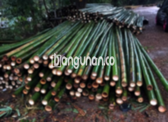 Jual Bambu Steger di Tulungagung [Terdekat]