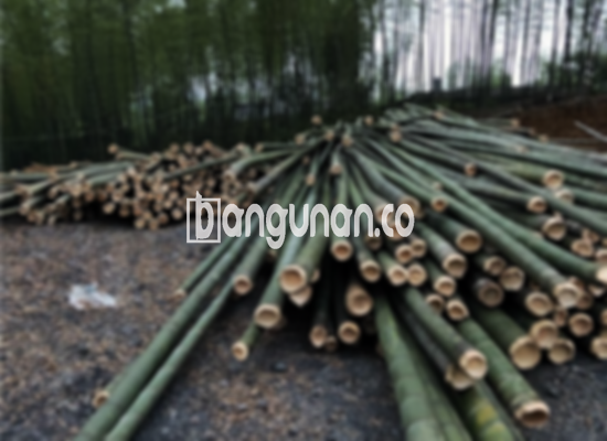 Jual Bambu Steger di Tebet Jakarta [Terdekat]