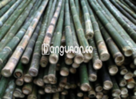 Jual Bambu Steger di Pabaton Bogor [Terdekat]