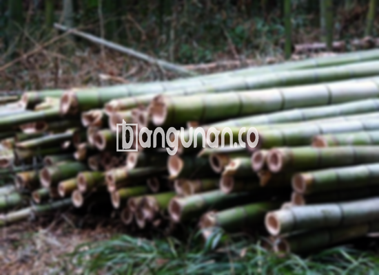 Jual Bambu Steger di Karawang [Terdekat]