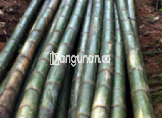 Jual Bambu Steger di Sempur Bogor [Terdekat]