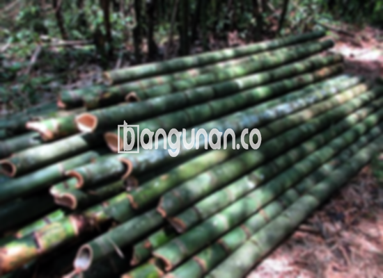 Jual Bambu Steger di Bidara Cina Jakarta [Terdekat]